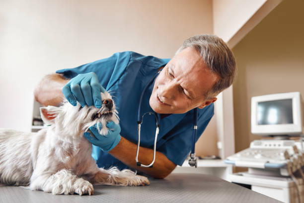 Best Weekend Emergency Dentist in Williston Park, NY
